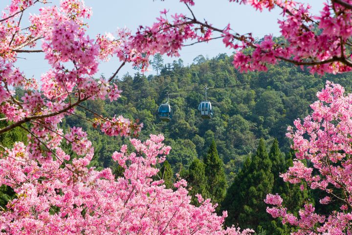 ▲九族文化村賞櫻搭纜車，可高空眺望櫻花海。　圖：喜鴻假期／提供