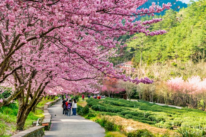 初春嬉遊好粉嫩 2023花現全台魅力賞櫻景點