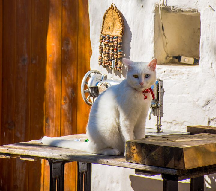 ▲擁有彩色雙眼的神秘土耳其凡貓。　圖：shutterstock／來源