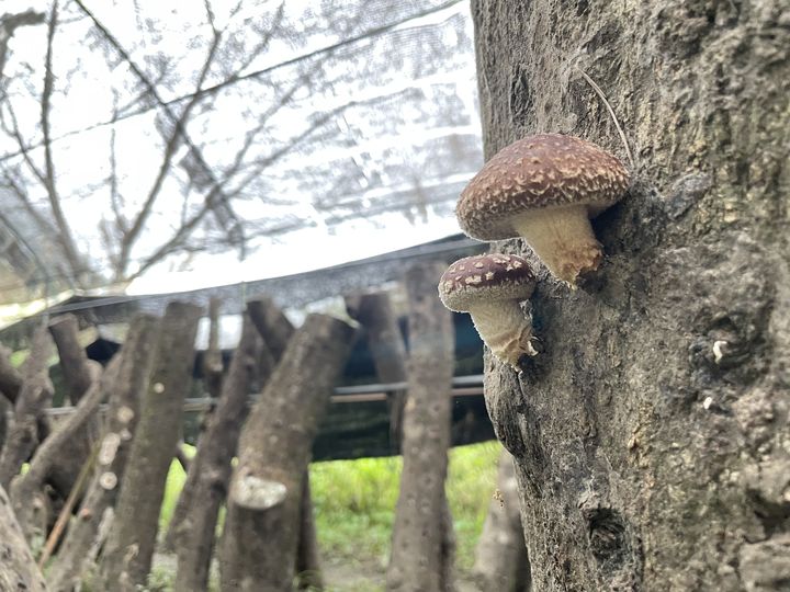 ▲段木香菇種植費工，生長時間長、產量少，分外珍貴。　圖：參山國家風景區管理處／提供