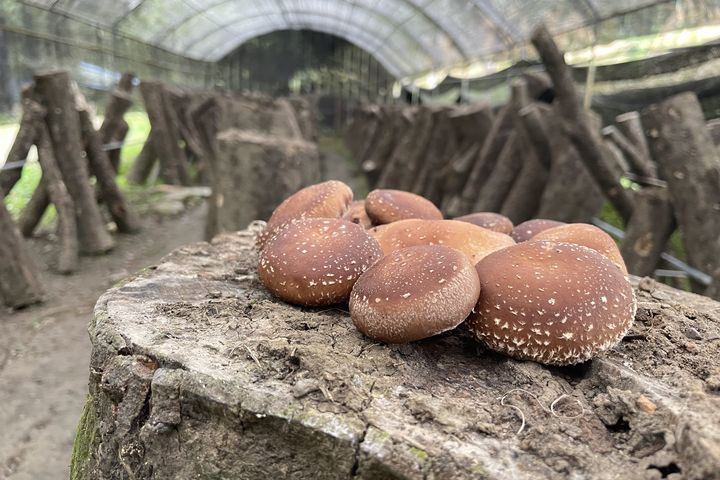 好吃又好看！南庄段木香菇換泰雅部落特色新包裝 