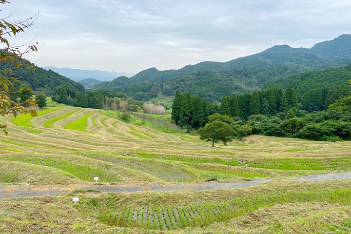 ▲大山千枚田占地約3.2公頃，由375塊田地組成梯田美景。　圖：向日遊顧問有限公司／來源