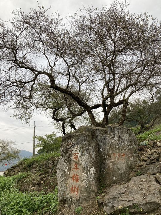 ▲百年梅樹軀幹蒼勁，梅花盛開時芳香四溢。　圖：高雄市六龜區公所／提供