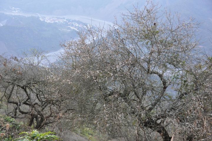 ▲梅花盛開景色如糖霜白雪覆蓋山頭，遊客紛紛踏上尋梅之旅，元月中旬可望進入梅花盛開期。　圖：高雄市六龜區公所／提供