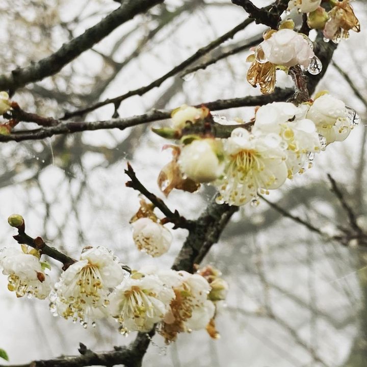 ▲歷經寒流冬季梅花齊放，搭上賞梅熱潮，賞花期只有10到25天。　圖：高雄市六龜區公所／提供