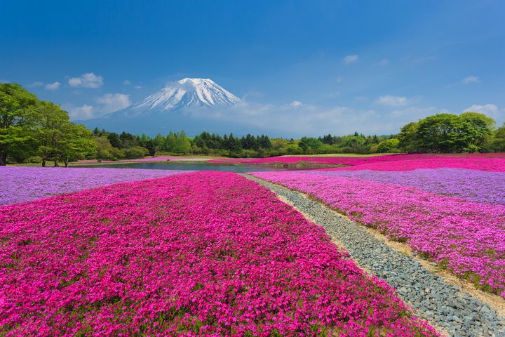 ▲富士山腳下芝櫻美景。　圖：喜鴻假期／提供