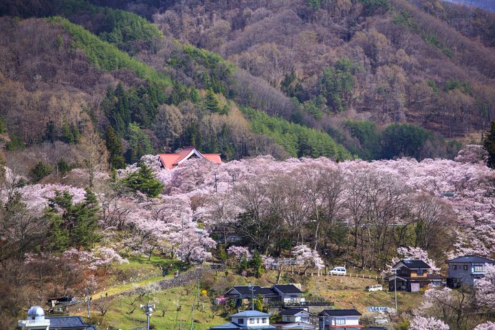 ▲長野縣高遠城址公園，享有「天下第一櫻」美譽。　圖：喜鴻假期／提供