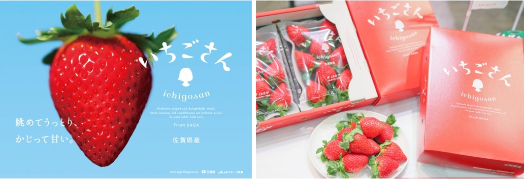 ▲佐賀全新品種草莓小姐也有進口台灣，美味加倍不能錯過！　圖：佐賀縣/提供