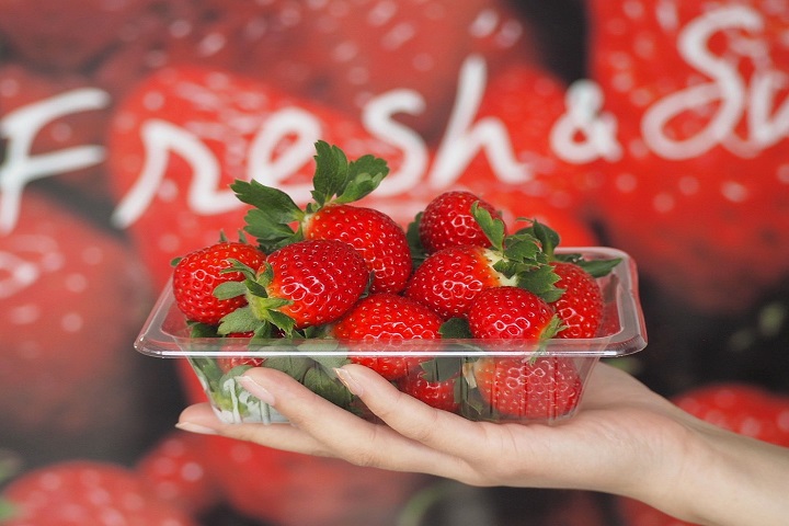 九州佐賀縣的草莓收穫量曾經高居日本第二，栽植的草莓品種中以「佐賀穗之香（さがほのか）」最具代表性。　圖：佐賀縣/提供