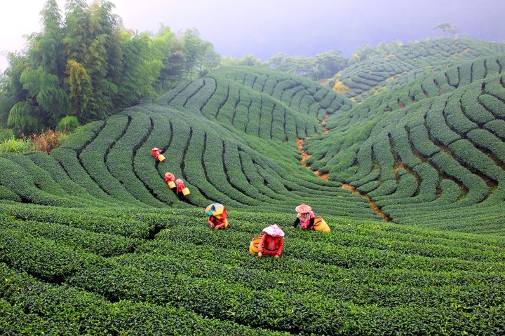 ▲阿里山旅遊資源豐富，茶文化體驗是近年熱門主題之一。　圖：shutterstock／來源