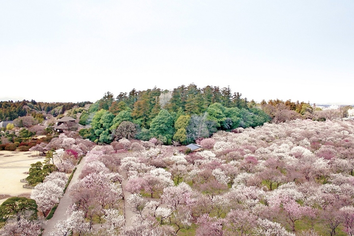 「水戶梅花祭」舉辦至今已有120年以上歷史。　圖：茨城縣／提供