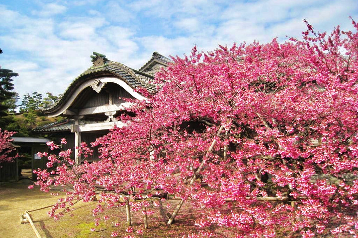 長崎雲仙市早春夢幻雙景 賞霧冰、粉櫻還能泡溫泉