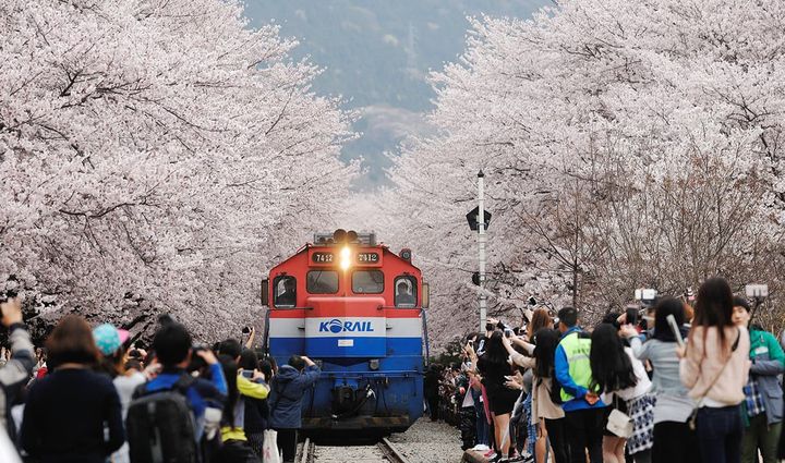 ▲釜山慶和車站櫻花路，吸引大批賞櫻人潮。　圖：喜鴻假期／提供