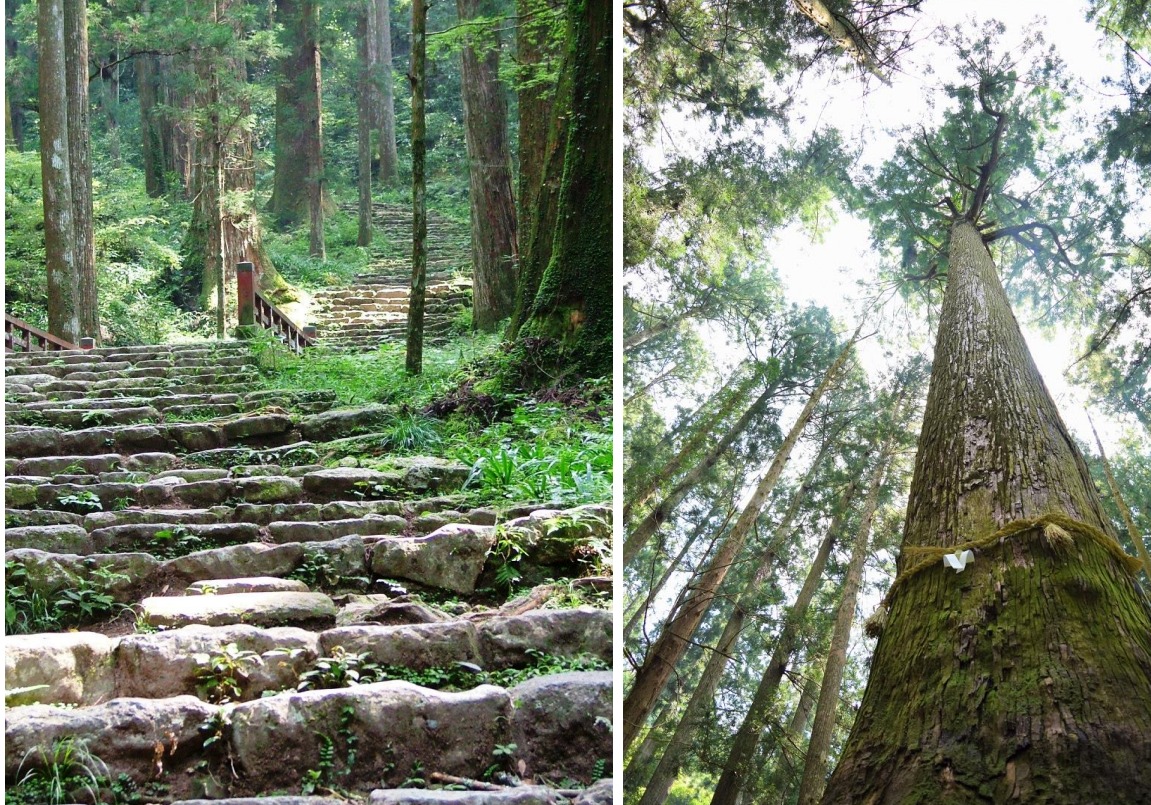 ▲（左）擁有1,425階的表參道石梯。（右）被選為「新日本名木百選」的傘杉。　圖：愛知縣東三河廣域觀光協議會／提供