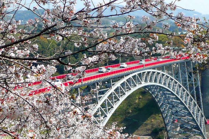 九州西海橋櫻花之美。　圖：喜鴻假期／提供