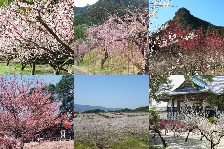 日本佐賀2~3月粉色浪漫 6大賞梅景點一次網羅