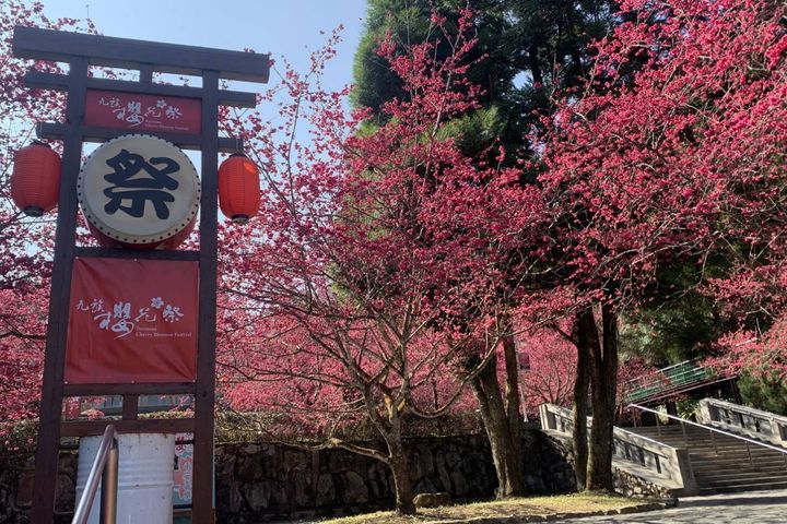 ▲九族櫻花祭將舉版系列活動。　圖：九族文化村／提供