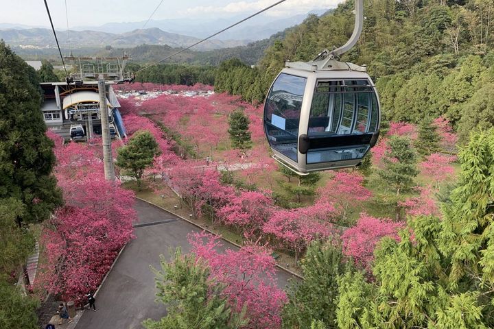 搭乘日月潭纜車飽覽櫻花美景。　圖：九族文化村／提供
