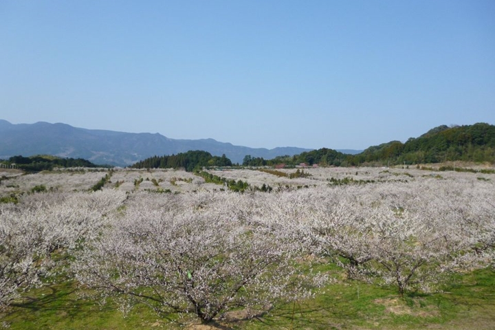 ▲伊萬里梅園。　圖：佐賀縣／提供