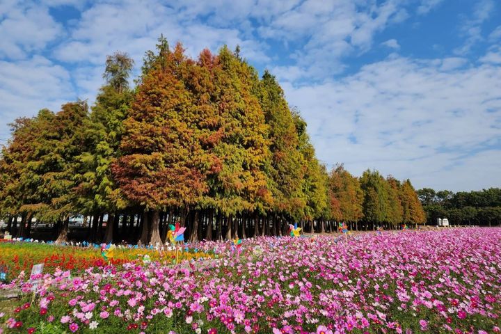 六甲落羽松及花海。　圖：臺南市政府觀光旅遊局觀光行銷科／提供