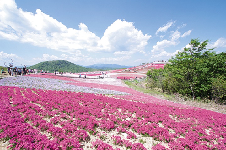 茶臼山高原的春天芝櫻非常有名，因應季節都有不同絕景可以欣賞。　圖：愛知縣東三河廣域觀光協議會／提供