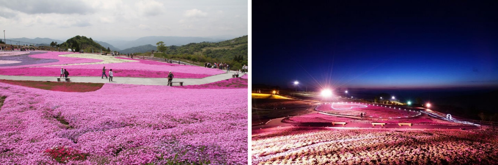 ▲茶臼山高原的春天有著一整面粉紅芝櫻花毯好美，晚上的夜櫻也是賞景一絕。　圖：愛知縣東三河廣域觀光協議會／提供