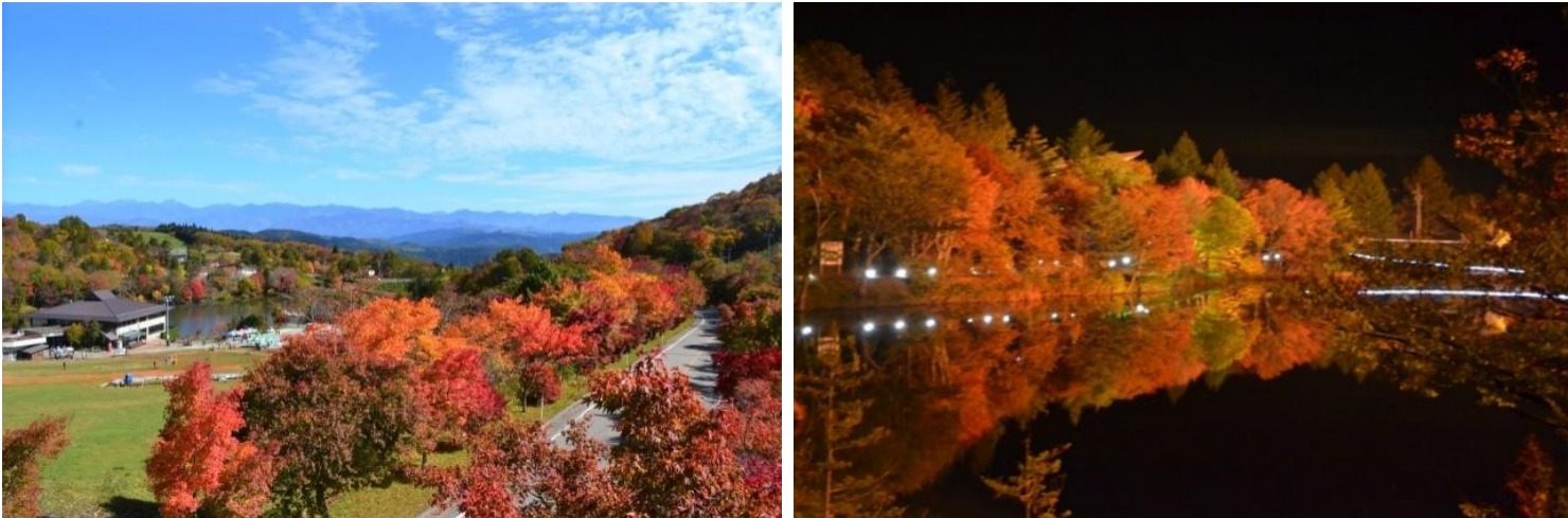 ▲秋天的茶臼山高原被楓紅染得嫣紅美艷，夜間點燈楓景有如置身異世界般充滿神秘之美。　圖：愛知縣東三河廣域觀光協議會／提供