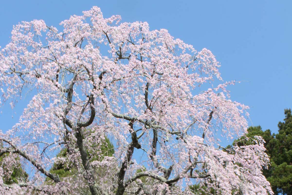 ▲福田寺の枝垂櫻。　圖：愛知縣東三河廣域觀光協議會／提供