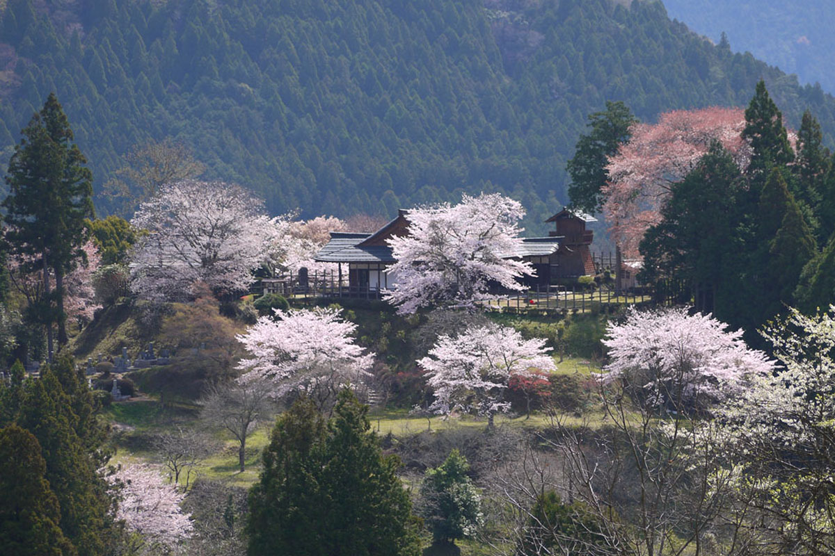 ▲田峯城の優雅山櫻。　圖：愛知縣東三河廣域觀光協議會／提供