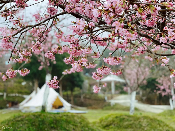 ▲愛上喜翁豪華露營區種有上萬棵櫻花樹。　圖：Klook／提供