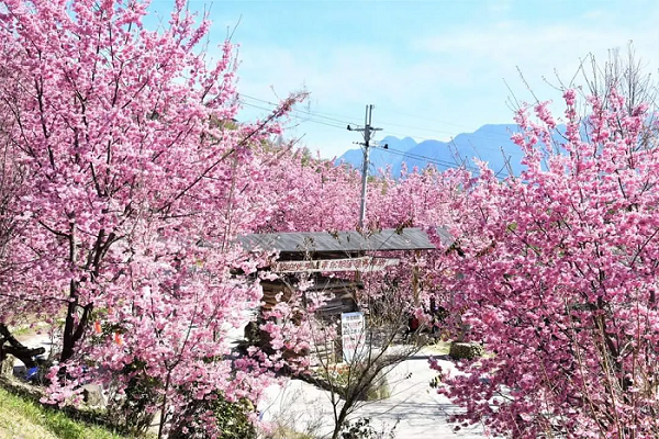 ▲司馬庫斯除了擁有壯麗的神木群步道，粉紅色的櫻花隧道也在近年爆紅。　圖：Klook／提供