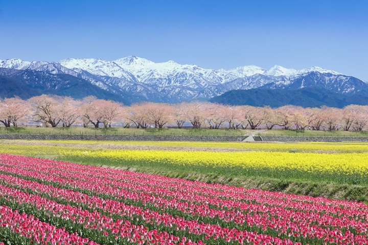 邂逅春神最佳旅遊地！富山縣朝日町超吸睛夢幻絕景這樣玩