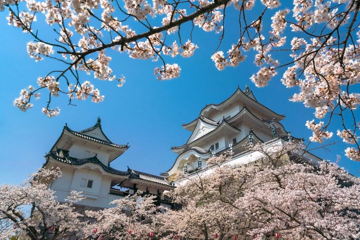 春天時被櫻花包圍的伊賀上野城。　圖：三重フォトギャラリー／來源