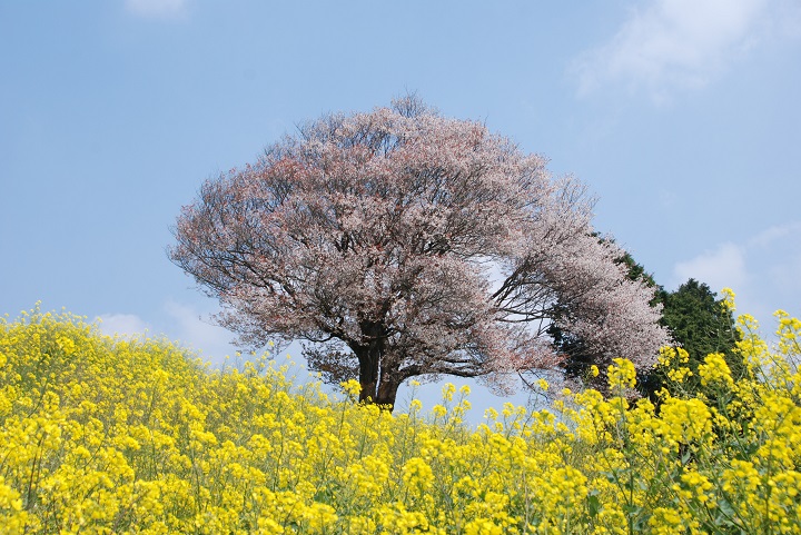 ▲佐賀縣花燈主要意象取自武雄市的百年馬場山櫻。　圖：佐賀縣觀光連盟／提供