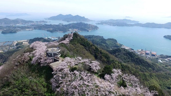 ▲愛媛的岩城島積善山上種了3千株櫻花，春天開花時美不勝收。　圖：愛媛縣／提供