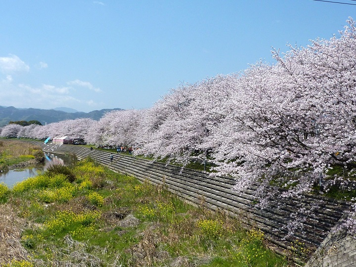  ▲島波海道的起點今治市也有美櫻可賞。　圖：愛媛縣／提供