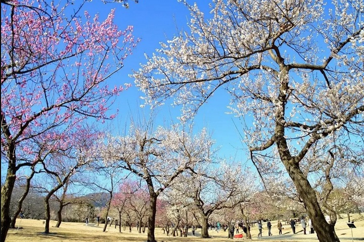 位於神奈川縣小田原市的小田原花園中的「溪流梅園」現在梅花正美。　圖：西武造園株式會社／提供