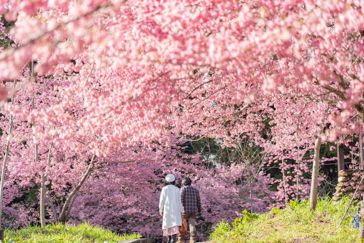 ▲情人節期間也可順道賞櫻。　圖：參山國家風景區管理處／提供