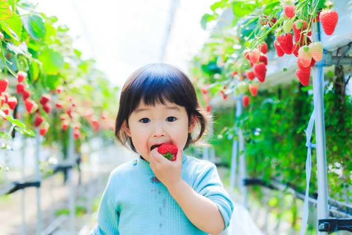 ▲體驗日本無農藥採草莓的樂趣，30分鐘內您可盡情享受美味的草莓。　圖：大榮旅遊／提供