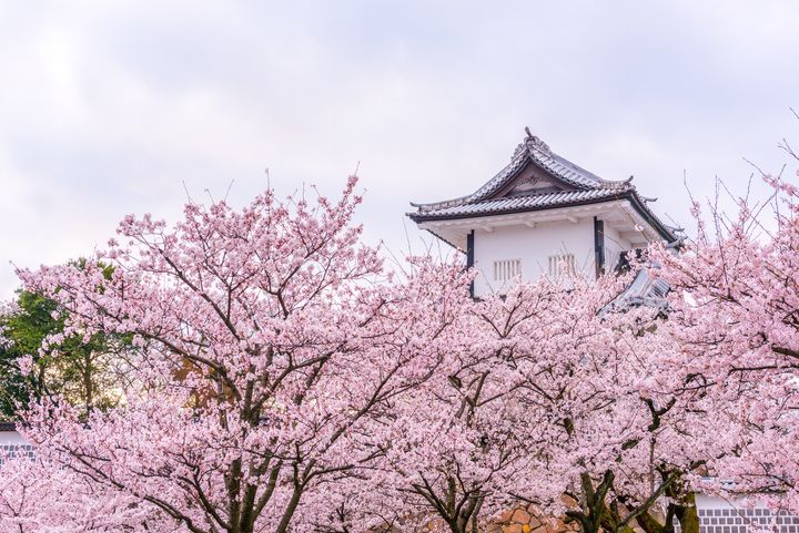 ▲鄰近兼六園的金澤城公園，沿著城牆盛開的櫻花十分賞心悅目。　圖：大榮旅遊／提供