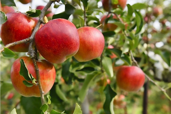 ▲「原澤蘋果園」種植多達約30個品種的蘋果，提供住客各式各樣的美味體驗。　圖：Booking Resort／來源