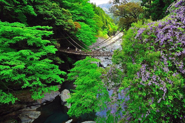 ▲日本三大奇橋之一的「祖谷蔓橋」，懸掛於深山幽谷間。　圖：高知縣國際觀光課／提供