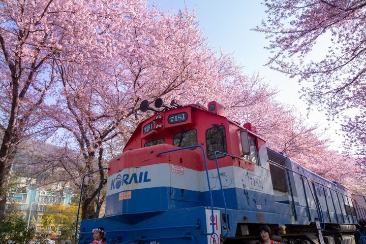 ▲韓國釜山－慶和火車站櫻花季美景。　圖：喜鴻假期／提供
