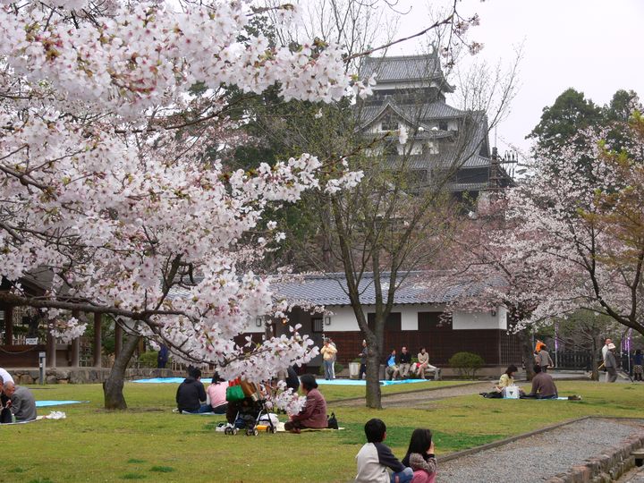 ▲松江城山公園絢爛櫻花盛開。　圖：鳳凰旅遊／提供