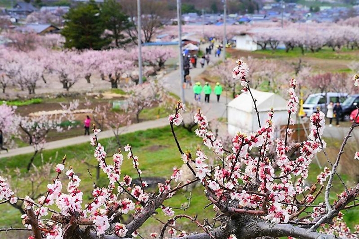 ▲粉嫩的杏桃花是千曲市最美春日風貌。　圖：信州千曲觀光局／來源