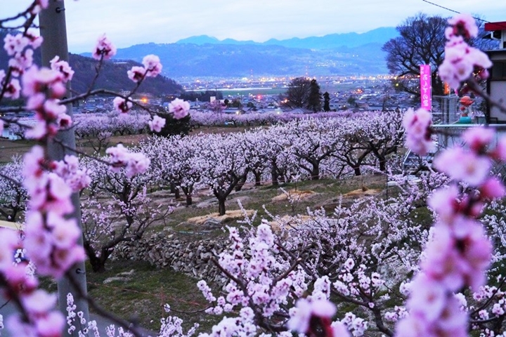 ▲杏桃花海。　圖：信州千曲觀光局／來源