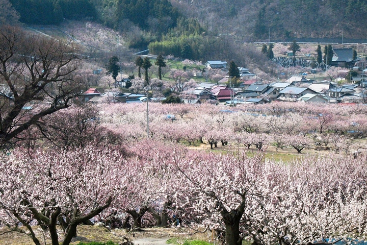 杏桃花開花後大約經過一週，就能欣賞滿開美景。　圖：信州千曲觀光局／來源