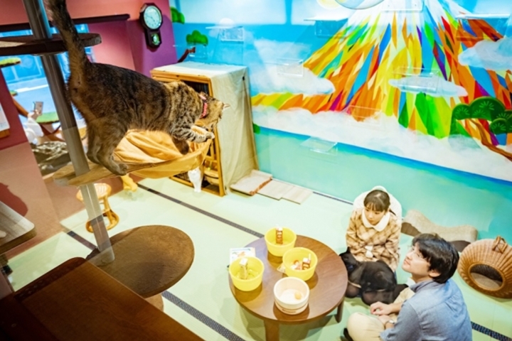 ▲貓咪中途咖啡廳「貓浴場」以森林浴、日光浴等概念為靈感命名，能享受療癒的「貓浴」。　圖：NECO REPUBLIC／來源