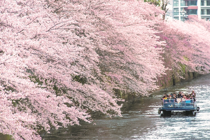 東京目黑川櫻花遊船3/18～4/9期間限定浪漫登場