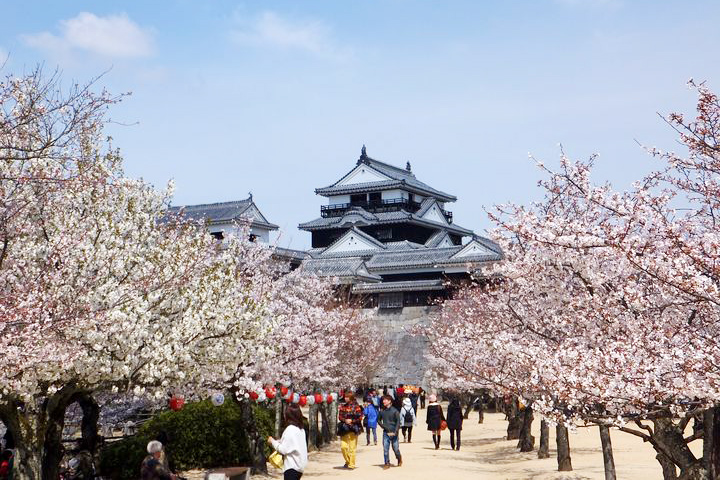 日本百大名城+日本百大賞櫻景點松山城櫻花3月底起盛開。　圖：愛媛縣觀光國際課／提供